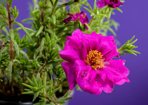 Beautiful Blooming red Portulaca grandiflora Happy Hour on a purple background. Flower head close-up.jpg