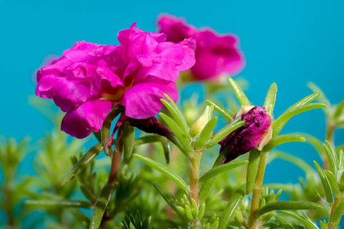 Beautiful Blooming red Portulaca grandiflora Happy Hour on a blue background. Flower head close-up..jpg