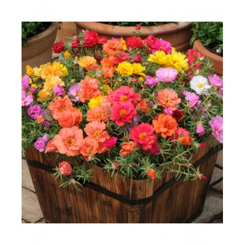 66 Portulaca Splendors Double Mixed 500x500 0 jpg.jpg