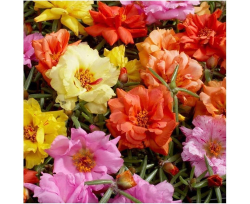 67 Portulaca Extra Double Mix 3 jpg.jpg