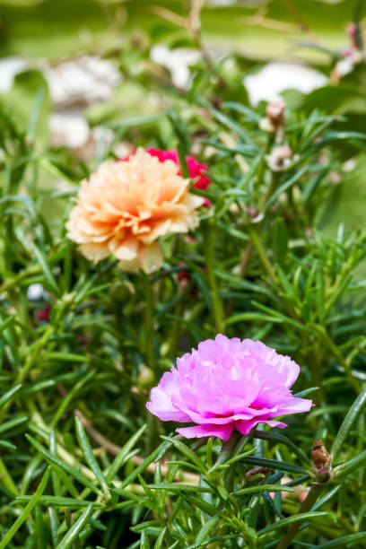 A close-up of a blooming purple-orange purslane flower.jpg