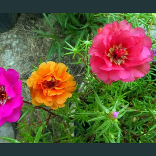 54 Portulacamix3 1400x jpg.jpg