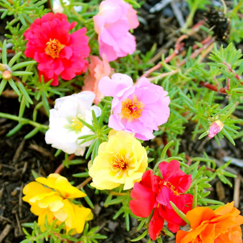 40 6091 Portulaca Double Mixed Colors Moss Roseflowerseeds Ferry Morse jpg.jpg