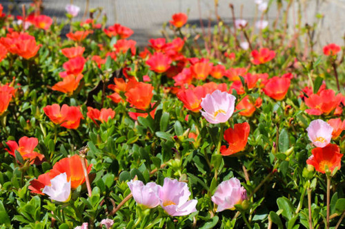 A beautiful view of colorful tulips in a garden.jpg