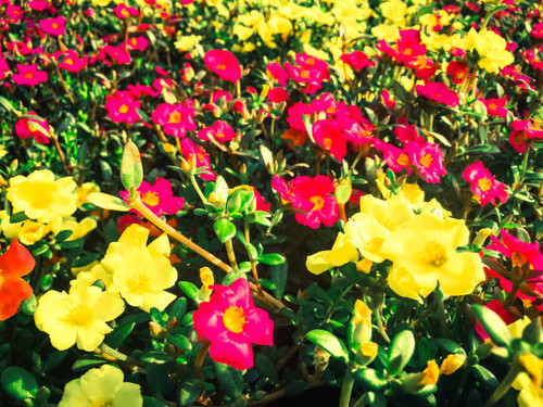 beautiful yellow portulaca oleracea flower blooming in the garden, flower bakground..jpg