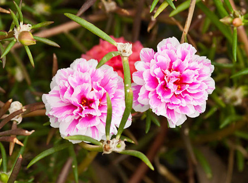 beautiful spring flowers.jpg