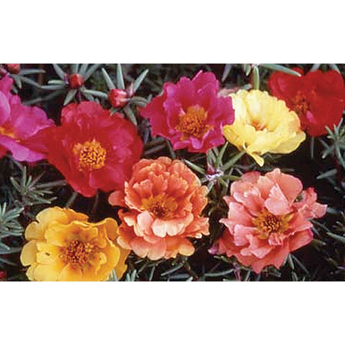 41 18220 Double Mix Portulaca jpg.jpg