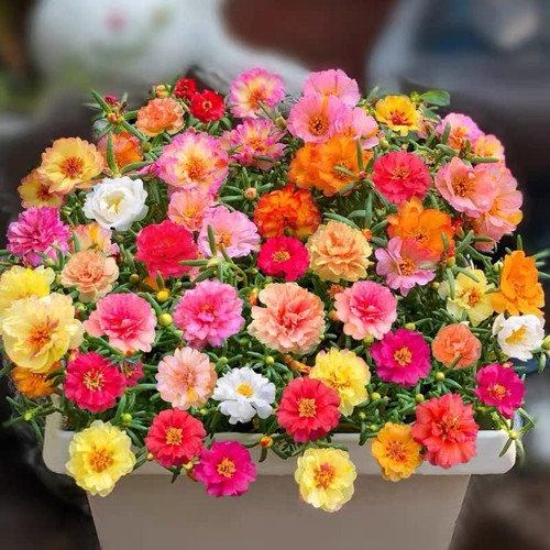 57 Portulaca Double Mix2 d7aa7ca9 0123 4b85 b6fc e340b2b61709 jpg.jpg