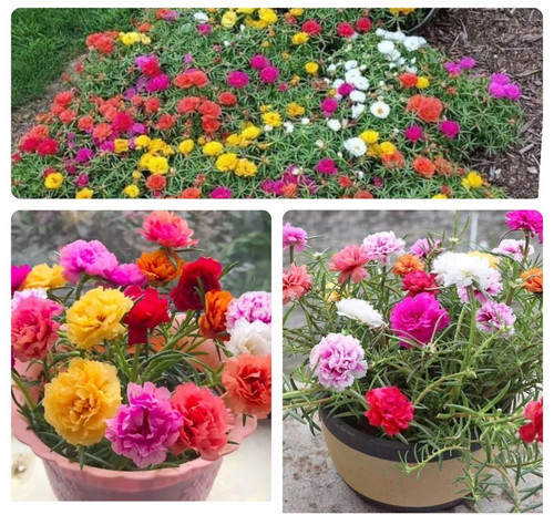 55 s l1600 10709acc 4536 43c6 a67f 7215c02f3201 webp.jpg