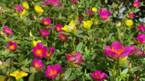 Bees flying and pollinating flowers in the garden.jpg