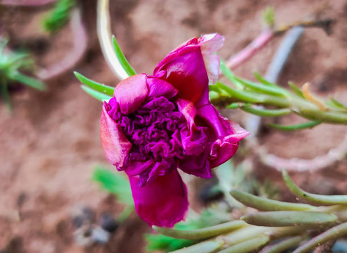 Beldroega Flower - Portulaca grandiflora.jpg