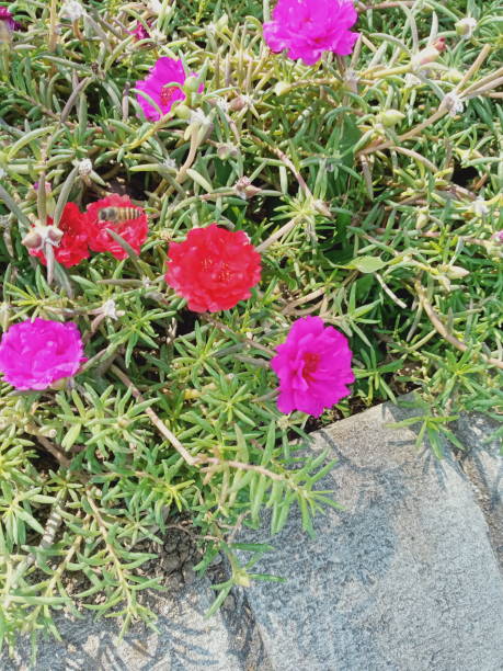 Bee on the flowers.jpg