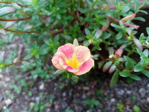 Beautiful blooming portulaca flower in a garden..jpg