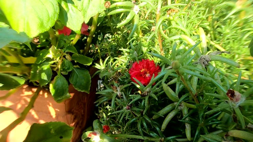 Bee searching for flowers and collecting pollen in the garden. Posing for video and then fly away.Ma.jpg