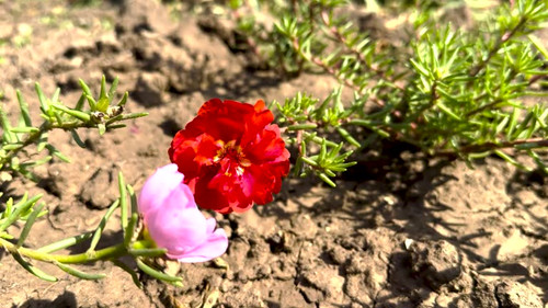 Bees collect pollen on flowers..jpg