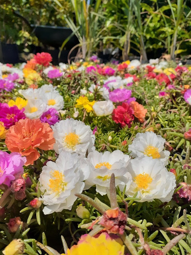 44 il 570x N 5165658724 rnyn jpg.jpg