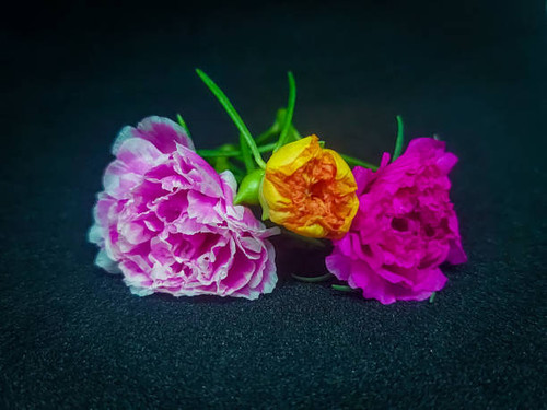 Baby pink ,pink and yellow moshrose flower which looks very fresh in front of black background.jpg