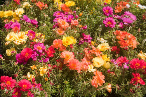 Beautiful garden multicolored flowerbed. Full frame view of flowers and green leaves. Image suitable.jpg