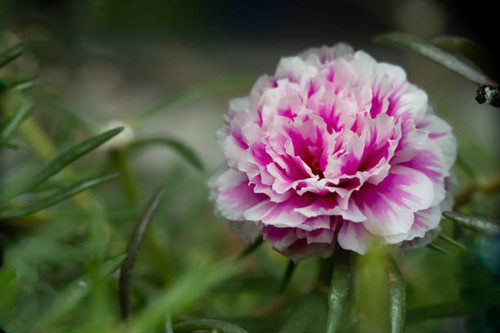 A white and cerise pink Moss-rose purslane or portulaca grandiflora rose. Close-up, macro photo with.jpg