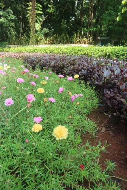 A group of moss rose on the garden.jpg