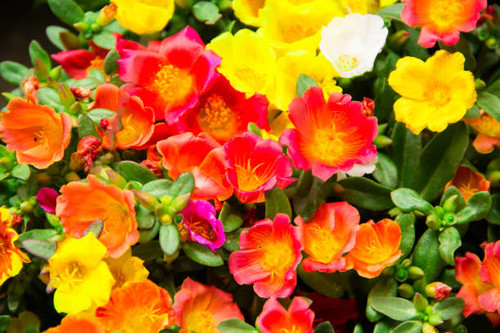beautiful colorful flower in garden.jpg