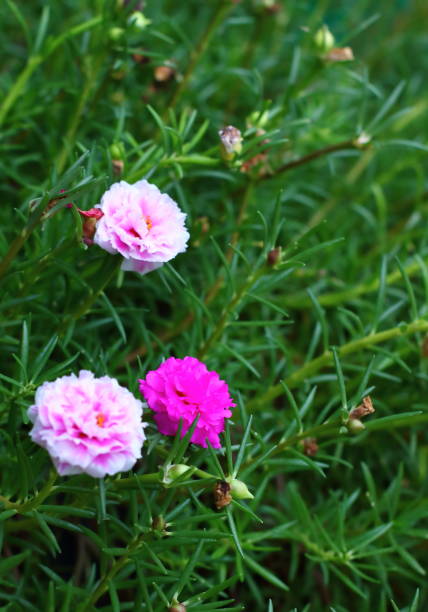 beautiful common purslane flower in fresh garden on background.jpg