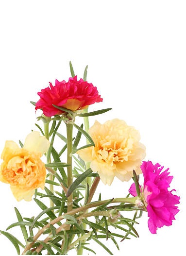 Beautiful Floral isolated on a white.jpg