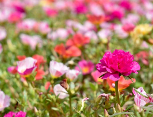 Beautiful colourful flowers in a flower bed.jpg