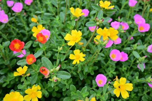 Beautiful colorful wild flowers, Portulaca oleraceae.jpg