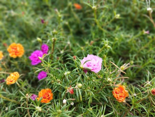 Beautiful flower on the park.jpg