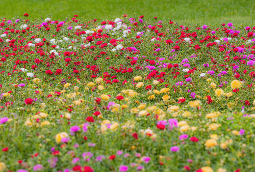 Multi color flower for background.jpg