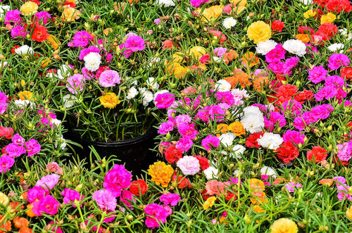 65 401 Portulaca Double Mix LR jpg.jpg