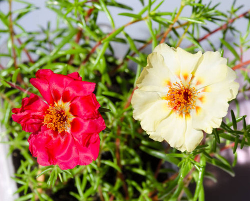 Blooming Purslane on the balcony, Beautiful multi-colored Purslane flowers, in the succulent family..jpg