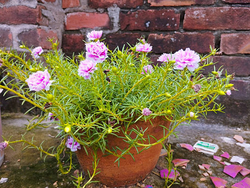 This image shows a beautiful cluster of pink moss rose (Portulaca grandiflora) flowers growing in a .jpg