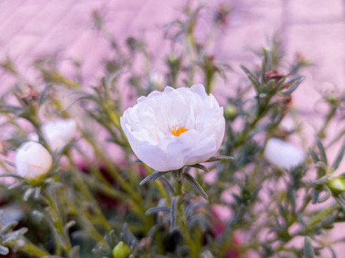 Blooming japanese camellia in a garden.jpg