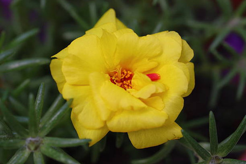 Beautiful Flowers Blooming In The Garden, Bodrum Turkey. Macro Photography..jpg