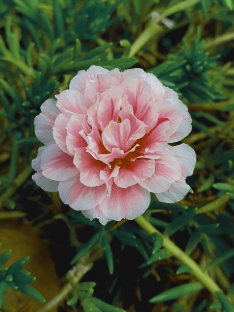small flowers blooming in the garden, colorful flowers that contrast with the color of the grass.jpg