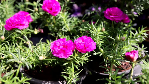 Time-lapse of Portulaca flowers opening in sunlight..jpg