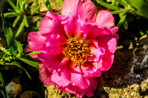 Blooming Fresh Colored Flower on a Green Garden.jpg