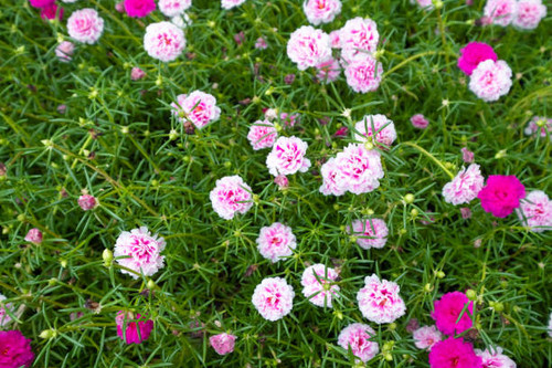 Beautiful flower Portulaca oleracea in summer on a green background. Close up, Blur background.jpg