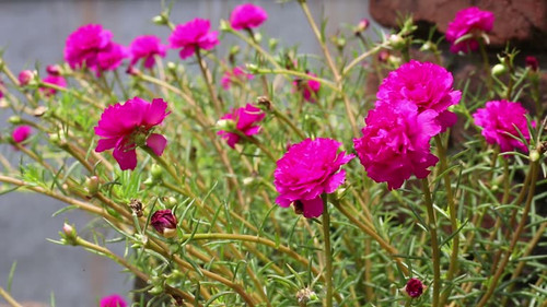 Beautiful hot pink Portulaca grandiflora or Office time Flower are swaying with the wind. Moss rose,.jpg
