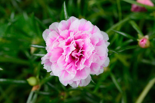 Beautiful Pink flower ,Common Purslane.jpg