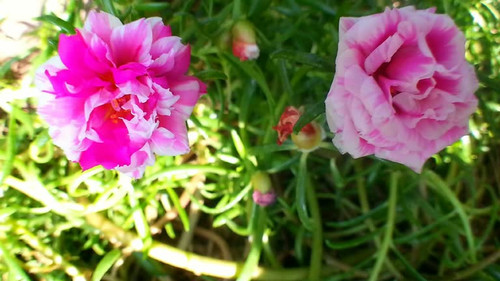 Blooming beautiful Moss-rose flower, Timelapse.jpg