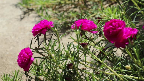 Beautiful magenta flowers of Portulaca grandiflora under bright sunlight, also also called rose moss.jpg