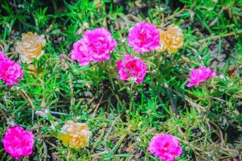 Beautiful pink portulaca oleracea flower, also known as common purslane, verdolaga, little hogweed, .jpg