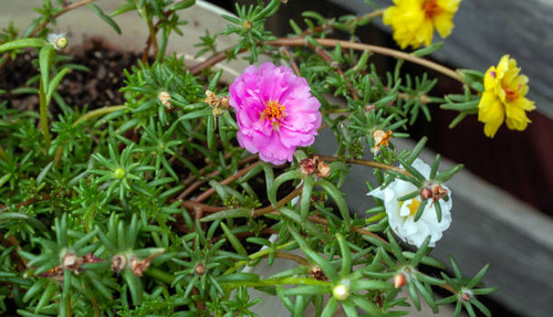 A close up look at a beautiful pink moss rose flower surrounded by green succulent leaves and stems..jpg