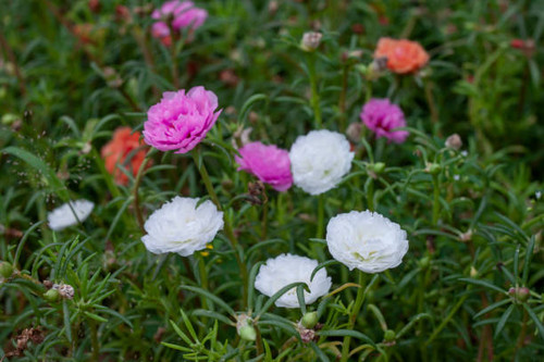 Beautiful portulaca flower bloom in the garden in the morning..jpg