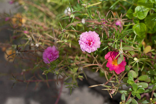 Beautiful pink flowers.jpg