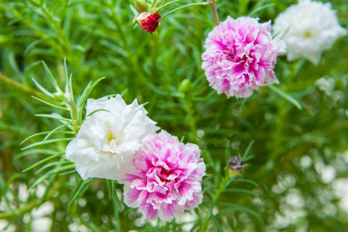 Beautiful Portulaca flower in the garden.jpg