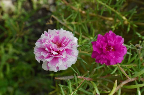 closeup of beautiful Portulaca grandiflora flowers growing in a garden.jpg